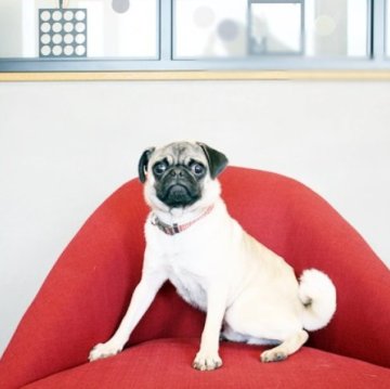 パグ【佐賀県・男の子・2022年6月21日・フォーン】の写真「DM発症しません。関東方面でのお迎えも可能です♪」