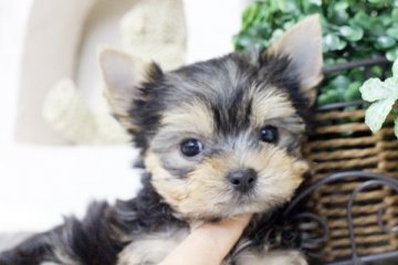 ヨークシャーテリア【佐賀県・女の子・2015年10月28日・スティールブルー&タン】の写真「」