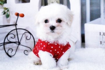 マルチーズ【佐賀県・女の子・2015年4月25日・ホワイト】の写真「」