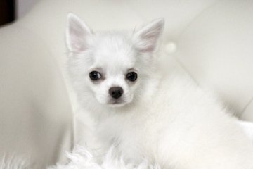 チワワ(ロング)【佐賀県・男の子・2013年12月11日・クリーム(ホワイトに近い)】の写真「」