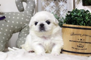 ペキニーズ【佐賀県・女の子・2018年3月28日・ホワイト】の写真「お顔の可愛いペキちゃん」