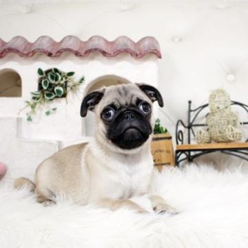 パグ【佐賀県・男の子・2022年5月23日・フォーン】の写真「ぶさかわパグちゃん★」