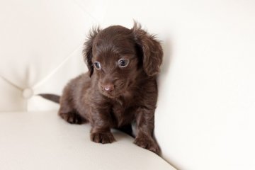 カニンヘンダックスフンド(ロング)【佐賀県・男の子・2014年4月3日・チョコソリッド】の写真「」