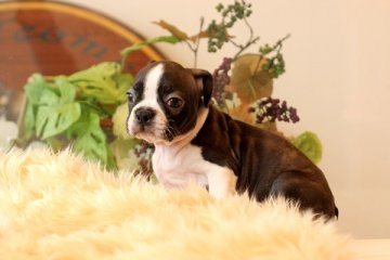 ボストンテリア【佐賀県・男の子・2013年12月11日・ボストンカラー】の写真「」