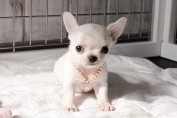 チワワ(スムース)【佐賀県・男の子・2014年12月22日・ホワイト】の写真「小振りです。」