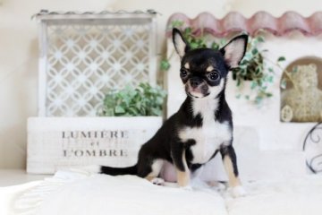 チワワ(スムース)【佐賀県・女の子・2017年11月23日・ブラックタン&ホワイト】の写真「カワイイお顔のチワワちゃん」