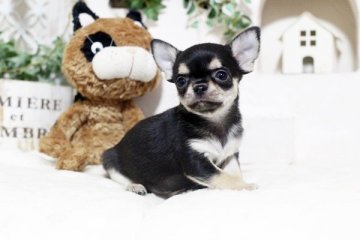 チワワ(スムース)【佐賀県・女の子・2018年10月6日・ブラックタン】の写真「可愛いチワワちゃん」