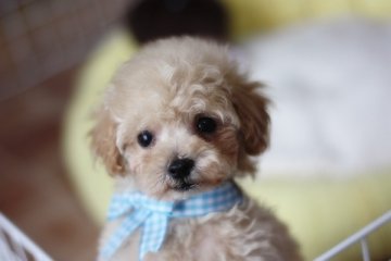 トイプードル(トイ)【佐賀県・男の子・2011年9月11日・アプリ】の写真「」