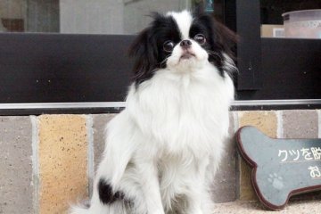 狆(チン)【佐賀県・男の子・2014年8月11日・白黒】の写真「」