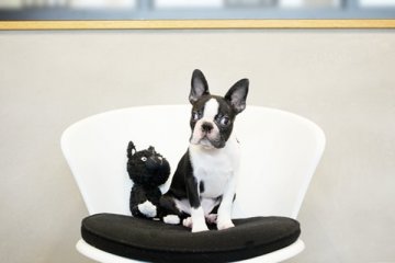 ボストンテリア【佐賀県・男の子・2021年3月14日・ボストンカラー】の写真「元気いっぱいのボストン君★」