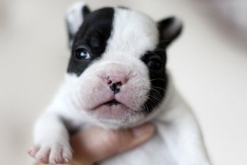 フレンチブルドッグ【佐賀県・男の子・2014年5月19日・パイド】の写真「」