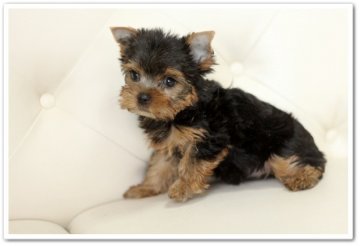 ヨークシャーテリア【佐賀県・男の子・2014年5月16日・スティールブルー&タン】の写真「パパはＪＫＣチャンピオン」