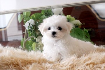 マルチーズ【佐賀県・男の子・2014年2月2日・ホワイト】の写真「色素も綺麗」