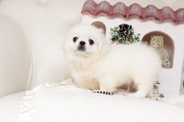 ペキニーズ【佐賀県・男の子・2016年1月29日・ホワイト】の写真「」