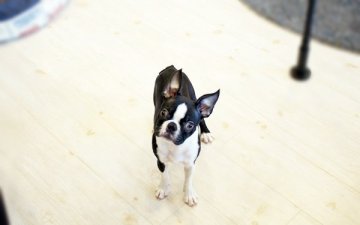 ボストンテリア【佐賀県・女の子・2021年10月17日・ボストンカラー】の写真「元気いっぱいのボストンちゃん★」