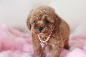 トイプードル(トイ)【佐賀県・女の子・2014年4月3日・レッド】の写真「」