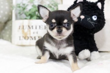 チワワ(スムース)【佐賀県・女の子・2018年7月11日・ブラック&クリーム】の写真「可愛いチワワちゃん」