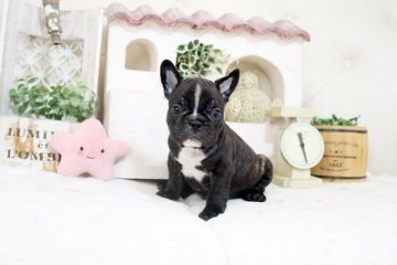 フレンチブルドッグ【佐賀県・男の子・2021年3月31日・ブリンドル&ホワイト】の写真「可愛いフレンチちゃん♪」