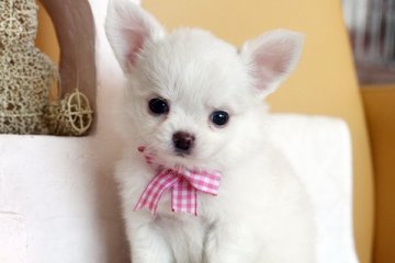 チワワ(ロング)【佐賀県・男の子・2013年12月11日・クリーム(ホワイトに近い)】の写真「」