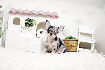 チワワ(スムース)【佐賀県・男の子・2021年7月9日・ブルーマール】の写真「PRA発症しません。珍しいカラーのチワワ君★」