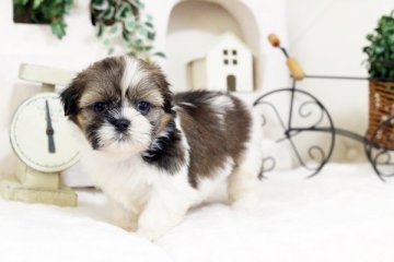 シーズー【佐賀県・女の子・2018年12月12日・ゴールド&ホワイト】の写真「お顔の可愛いシーズーちゃん」