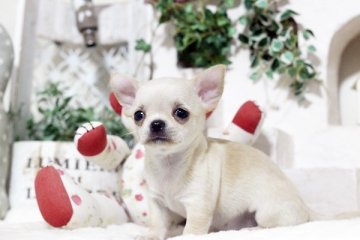 チワワ(スムース)【佐賀県・女の子・2018年10月6日・クリーム】の写真「可愛いチワワちゃん」