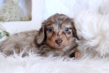 カニンヘンダックスフンド(ロング)【佐賀県・男の子・2013年12月15日・チョコダップル】の写真「」