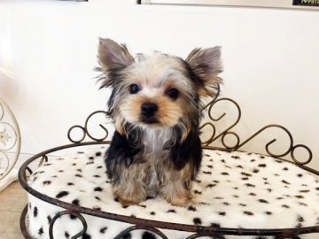 ヨークシャーテリア【佐賀県・女の子・2020年1月2日・スティールブルー&タン】の写真「可愛いヨーキーです♪」