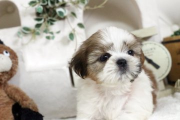 シーズー【佐賀県・男の子・2020年6月10日・ホワイト&ゴールド】の写真「可愛い男の子♪」