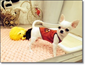 チワワ(スムース)【佐賀県・女の子・2014年7月21日・クリーム(ほぼホワイト)】の写真「構成も綺麗」