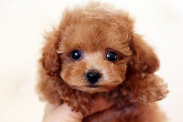 トイプードル(トイ)【佐賀県・女の子・2014年9月3日・レッド】の写真「お鼻もあんよも短めです」