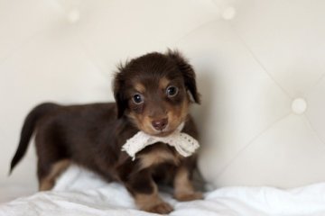 カニンヘンダックスフンド(ロング)【佐賀県・女の子・2014年3月1日・チョコタン】の写真「」