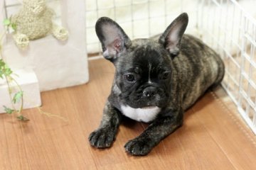 フレンチブルドッグ【佐賀県・女の子・2013年12月5日・ブリンドル】の写真「」