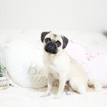 パグ【佐賀県・男の子・2022年6月21日・フォーン】の写真「可愛いパグちゃん★関東方面でのお迎えも可能です♪」
