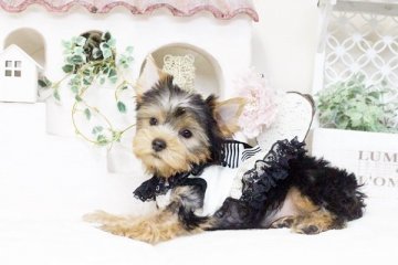 ヨークシャーテリア【佐賀県・女の子・2016年1月1日・スティールブルー&タン】の写真「」