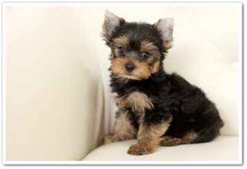 ヨークシャーテリア【佐賀県・男の子・2014年5月16日・スティールブルー&タン】の写真「パパはＪＫＣチャンピオン」