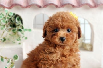トイプードル(トイ)【佐賀県・男の子・2013年9月28日・レッド】の写真「」
