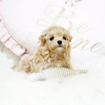 マルプー【佐賀県・女の子・2022年12月19日・アプリ】の写真「元気なマルプーちゃん★関東方面のお迎えも可能です♪」