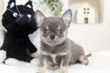 チワワ(スムース)【佐賀県・男の子・2020年5月9日・ブルークリーム】の写真「小振りで可愛いスムースの男の子♪」