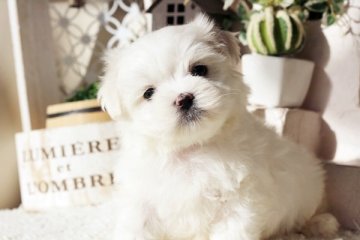 マルチーズ【佐賀県・男の子・2015年10月29日・ホワイト】の写真「」