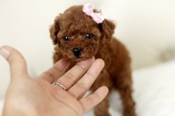 トイプードル(トイ)【佐賀県・女の子・2014年7月13日・レッド】の写真「」