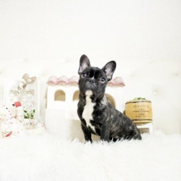 フレンチブルドッグ【佐賀県・女の子・2023年12月28日・ブリンドル】の写真「可愛いフレンチ君★」