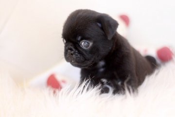 パグ【佐賀県・男の子・2014年9月10日・ブラック】の写真「鼻つぶれ系はやはり愛嬌あります。」