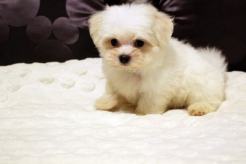 マルチーズ【佐賀県・男の子・2016年8月2日・ホワイト】の写真「あんよは短めだよ～」