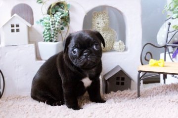 パグ【佐賀県・男の子・2015年7月4日・ブラック】の写真「」