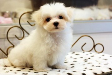 マルチーズ【佐賀県・男の子・2015年4月25日・ホワイト】の写真「」