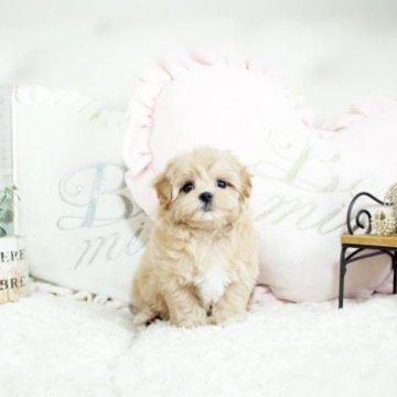 マルプー【佐賀県・女の子・2022年12月19日・アプリ】の写真「元気なマルプーちゃん★関東方面のお迎えも可能です♪」