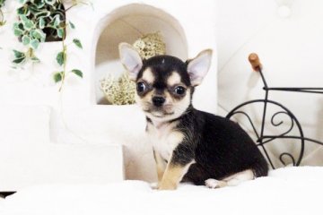 チワワ(スムース)【佐賀県・男の子・2017年6月23日・ブラックタン】の写真「お顔の可愛いチワワちゃん」