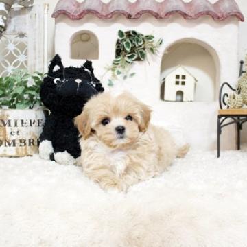 マルプー【佐賀県・男の子・2022年9月15日・クリーム&ホワイト】の写真「可愛いマルプー♡関東でのお迎えも可能です！」