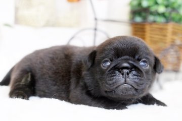 パグ【佐賀県・男の子・2016年5月15日・ブラック】の写真「」